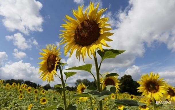 Болгарія до кінця листопада заборонить імпорт українського соняшнику