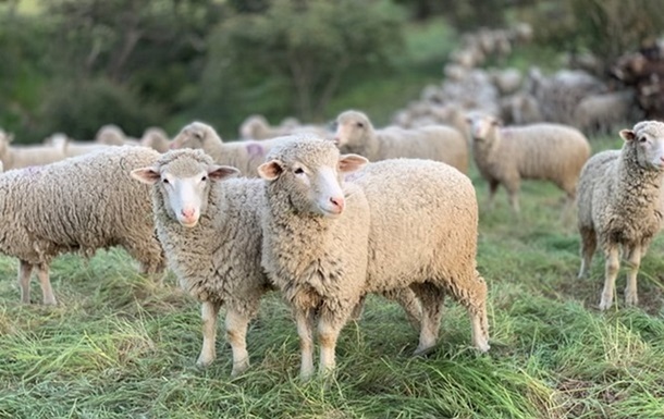 В Україну обмежено ввезення овець і кіз із Болгарії