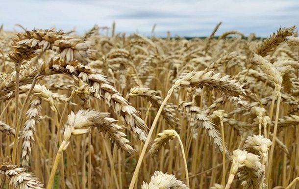 В Україні зібрано 52,5 млн т зернових і олійних культур